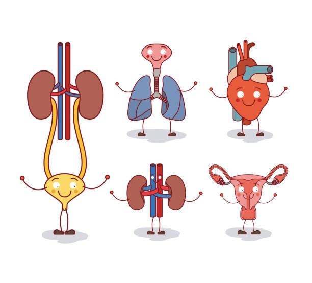 Human With Both Male And Female Organs Silhouette Stock Photos