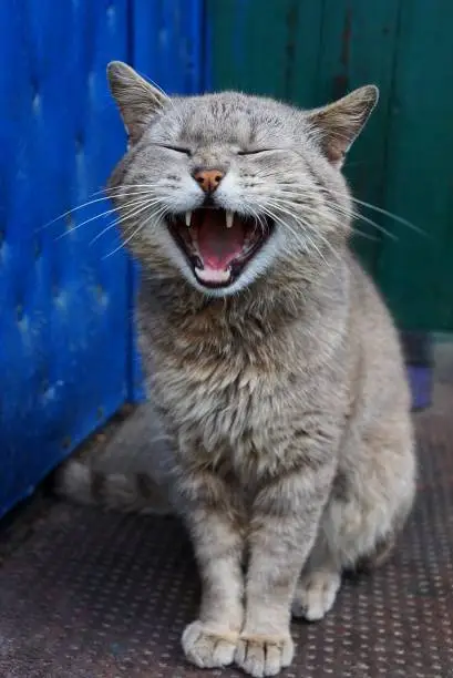 Photo of The cat sits near the wall of the house and yawns