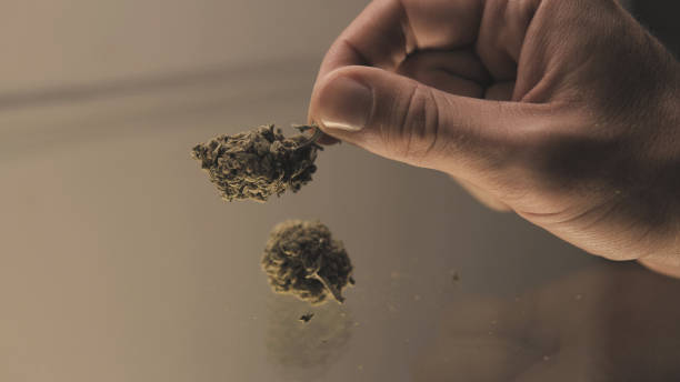 istock weed buds in mans hands close-up 858603226