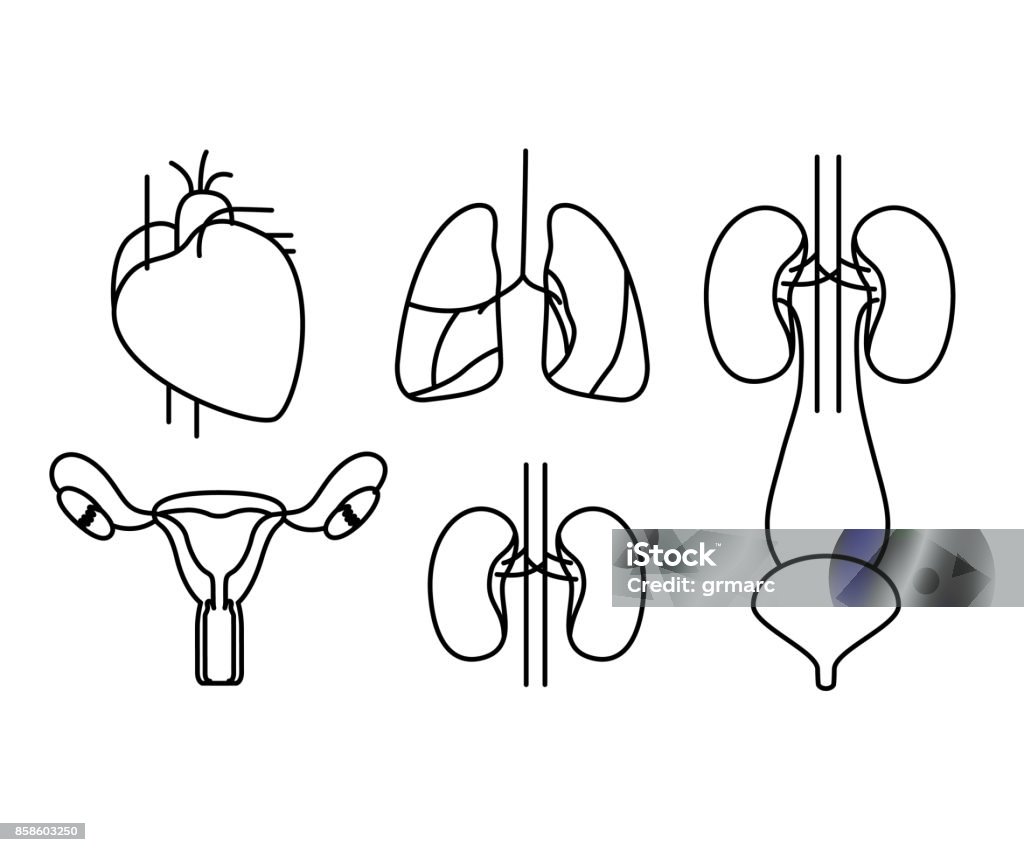 silhouette set human body systems silhouette set human body systems vector illustration Anatomy stock vector