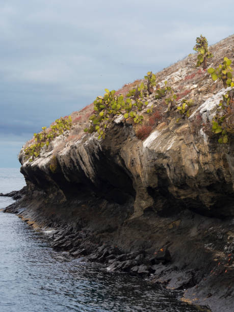 istock Daphne Major - Galapagos, Equador 858603842