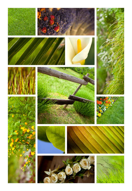 istock Images of a garden collage 858604362