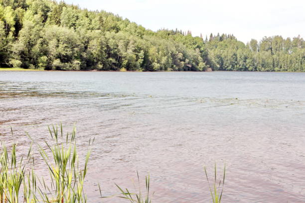 istock fishing by the lake 858606886