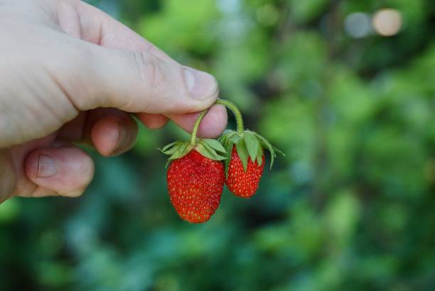 istock Two red ripe strawberries on a branch in the fingers 858606988