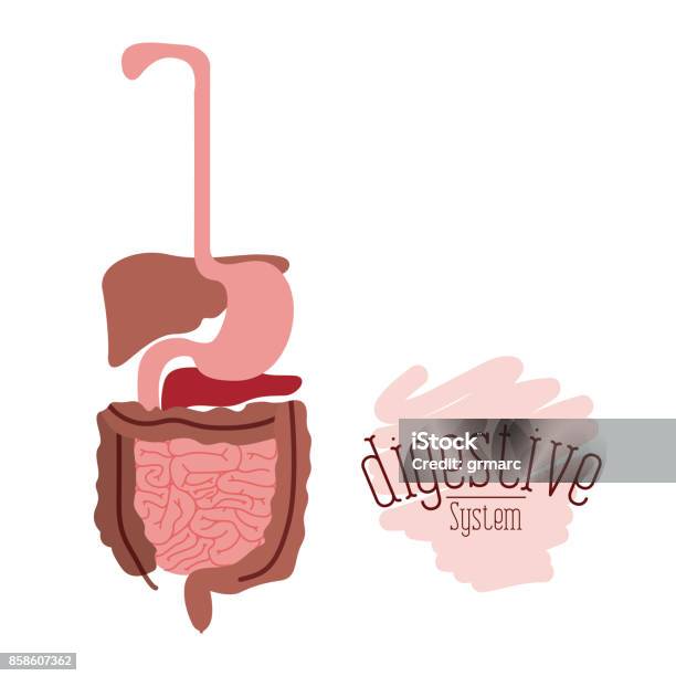 Weißer Hintergrund Mit Bunten Menschlichen Verdauungssystem Stock Vektor Art und mehr Bilder von Verdauungstrakt