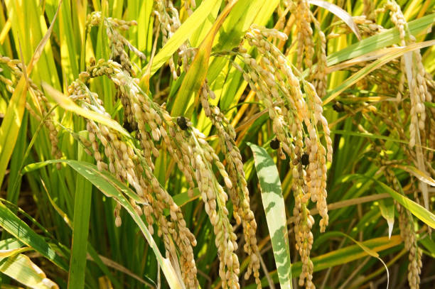 Deformed Rice 1,500+ Rice Root Stock Photos, Pictures & Royalty-Free Images - iStock
