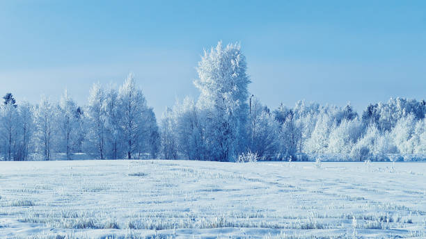 istock Snowy forest at countryside in winter Rovaniemi 858610558