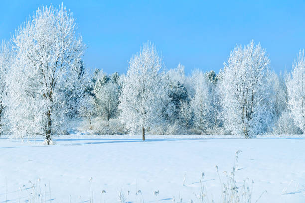 istock Snowy forest in countryside winter Rovaniemi 858610588
