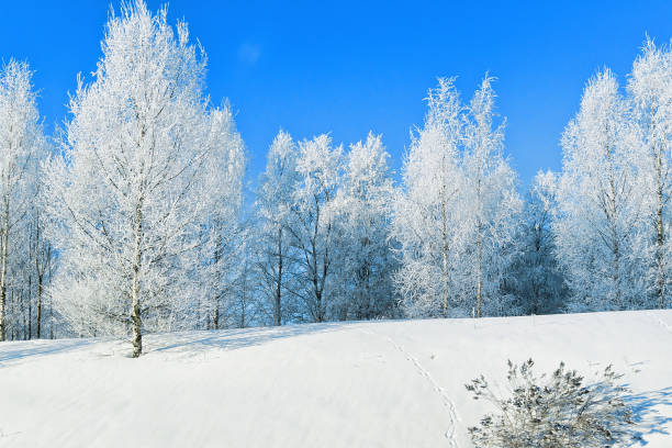 istock Snowy trees in forest in winter Rovaniemi 858611260