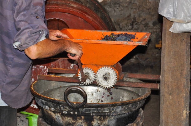 Man crushing freshly harvested grapes in vintage crusher.