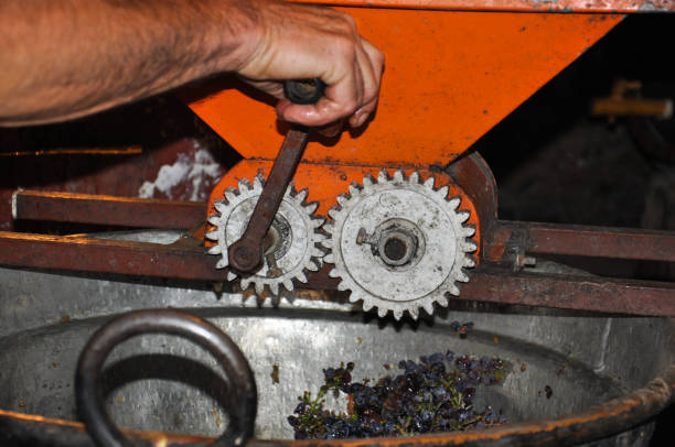 istock Man crushing freshly harvested grapes in vintage crusher. 858614854