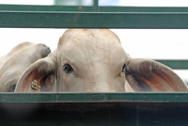 istock Brahman cattle, cattle close up on transport truck. 858615088