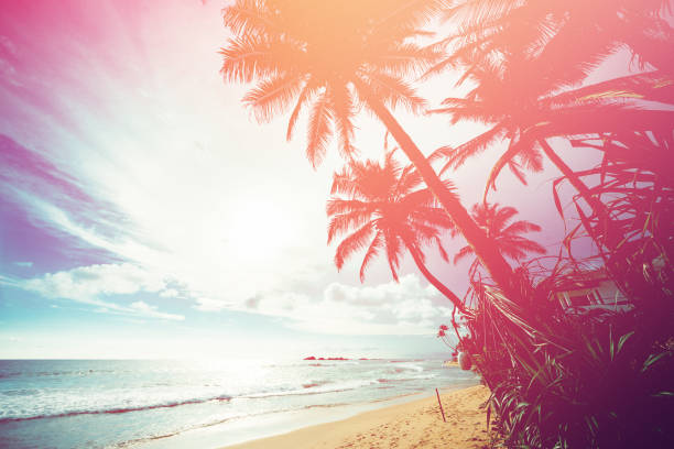 istock Coconut trees and turquoise Indian Ocean 858617828