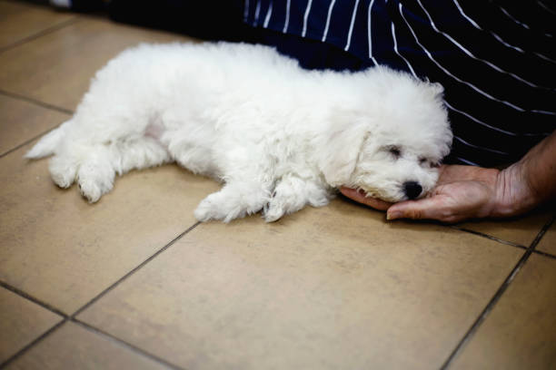 istock Mature woman and dog 858618482