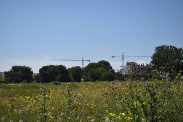 istock Cranes and the meadow 858625784
