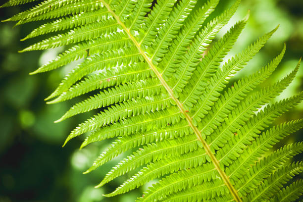 istock Bright green fern leaf fragment 858626320