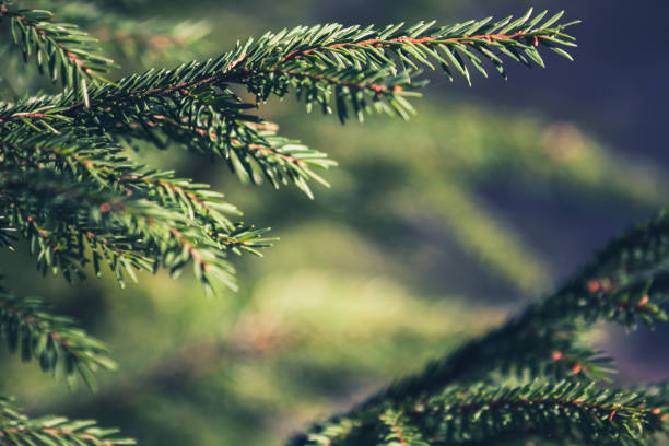 istock Fresh green spruce branches. Close up photo 858626352