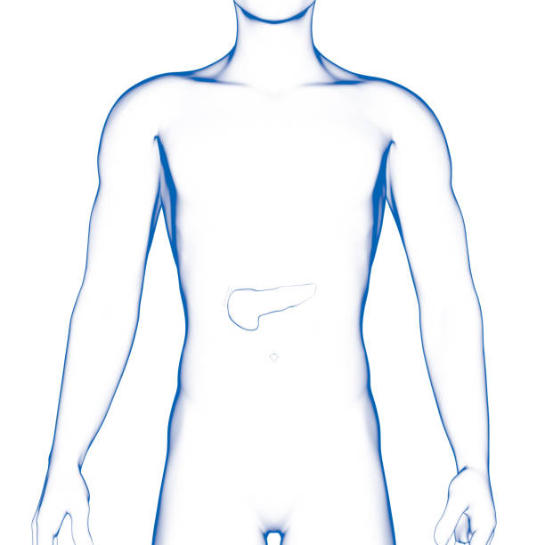 istock Pancreas, Human Internal Organ 858629950