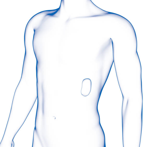 istock Spleen, Human Internal Organ 858630102