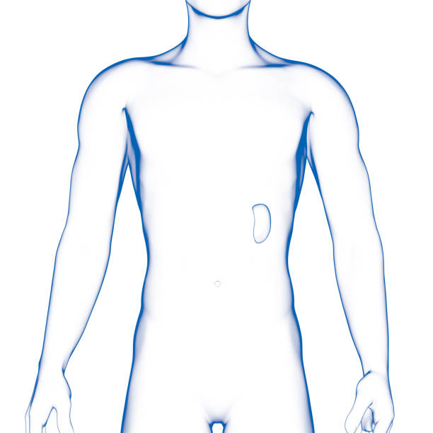istock Spleen, Human Internal Organ 858630200