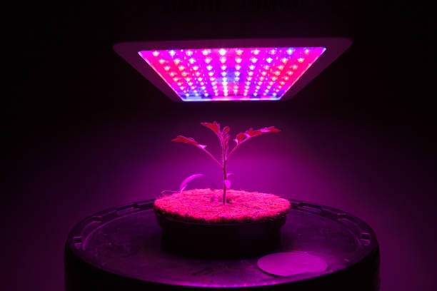 istock young tomato plant under LED grow light 858630336