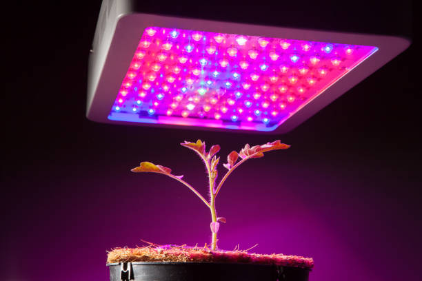 istock young tomato plant under LED grow light 858630468