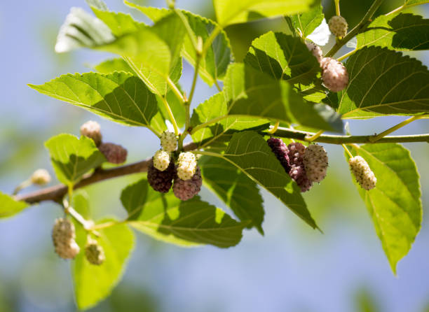 istock ripe mulberry berry on the branches of a tree 858630636