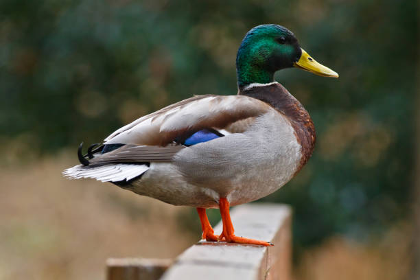 istock Male Mallard Duck 858631708