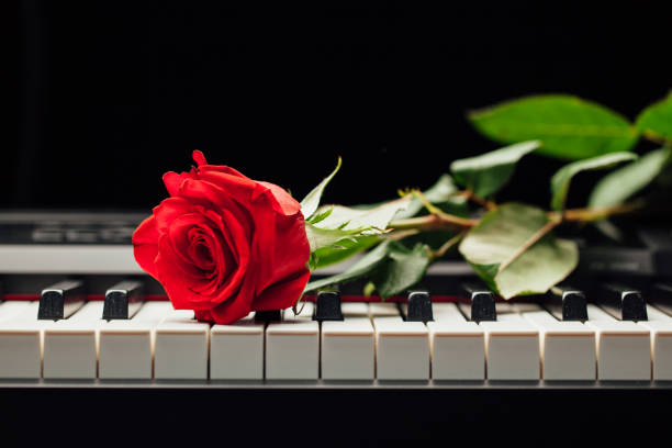 istock piano keys and red rose 858633806