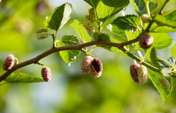 istock ripe mulberry berry on the branches of a tree 858634320