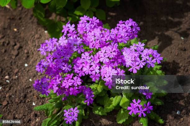 Primula Cortusoides Pink Primrose Flowers Stock Photo - Download Image Now - Annual - Plant Attribute, Blossom, Botany