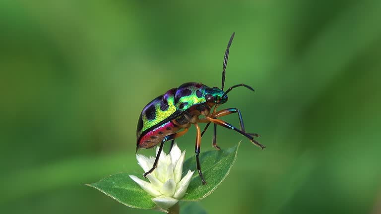 Beetle on a flower