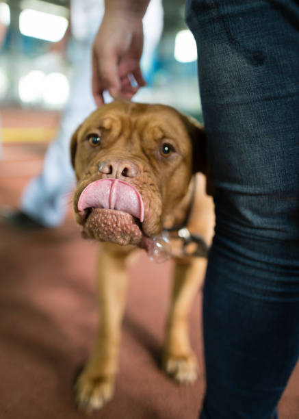 istock a portrait of a thoroughbred dog 858635030