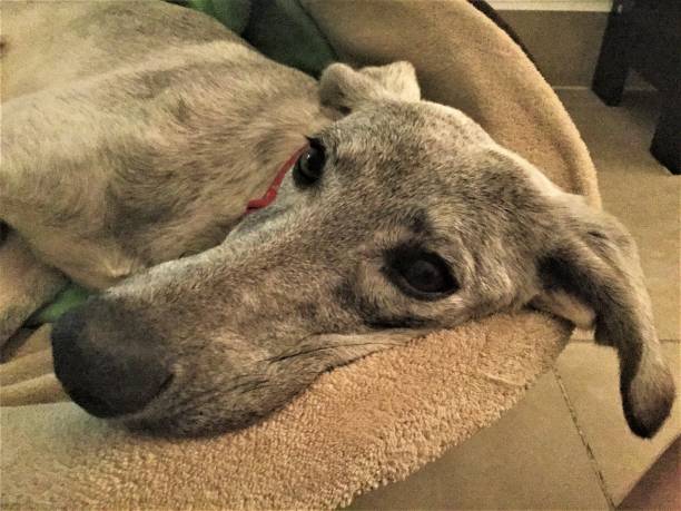 istock Saluki Dog Resting in Its Bed 858635122
