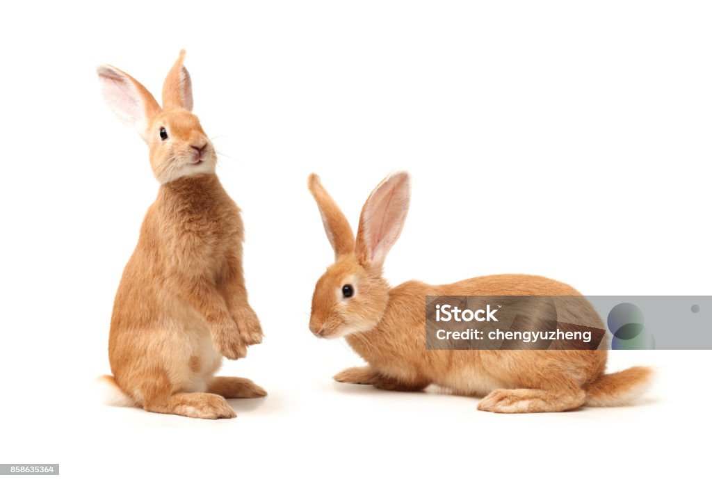 Coniglio isolato su sfondo bianco - Foto stock royalty-free di Coniglio - Animale