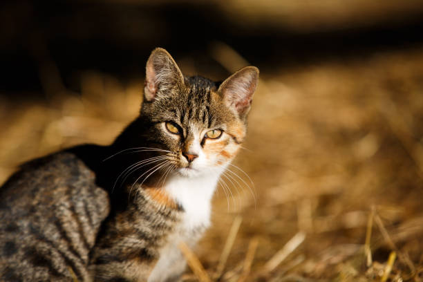 istock Portrait of the wild cat 858635368