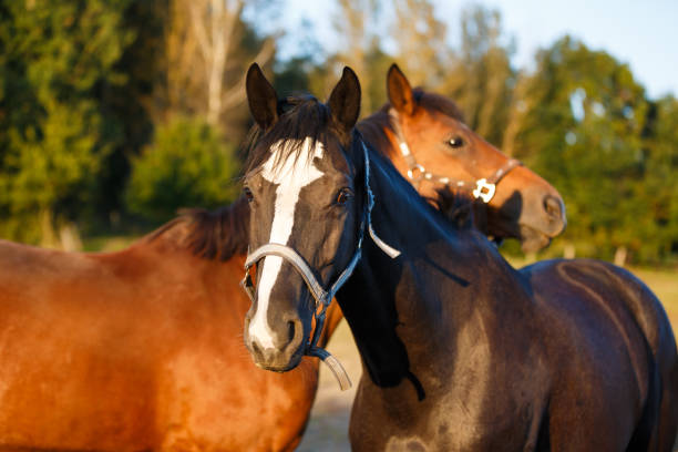 istock Two horses on the meadow 858635378