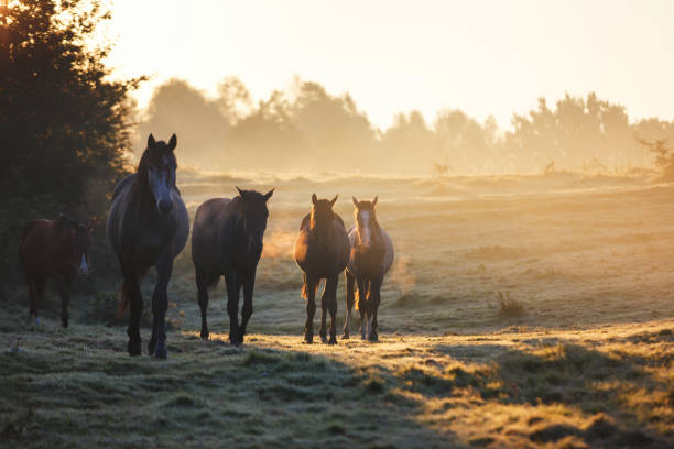 istock Herd of horses in misty sunlight 858635570