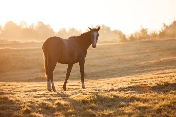 istock Horse in misty sunlight 858635592