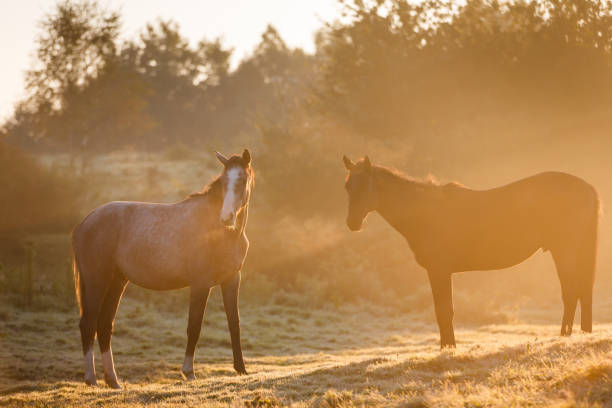 istock Two horses in misty sunlight 858635616