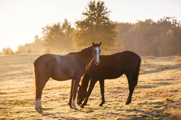 istock Two horses in misty sunlight 858635660