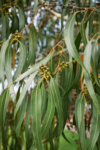 istock Eucalyptus dalrympleana 858635670