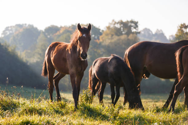 istock Cute foals in morning sunlight 858635968