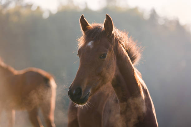 istock Cute foal in morning sunlight 858636634