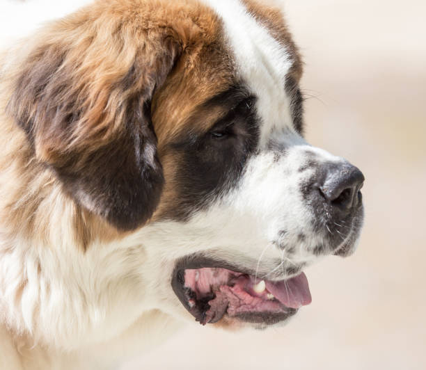 istock a portrait of a thoroughbred dog 858637904