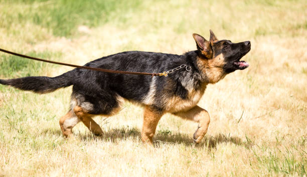 istock a portrait of a thoroughbred dog 858638182