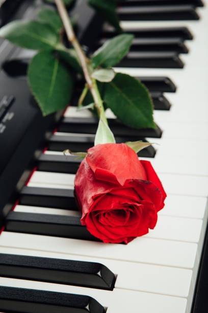 istock piano keys and red rose 858638276