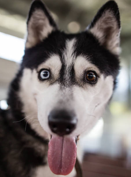istock a portrait of a Husky dog 858638740