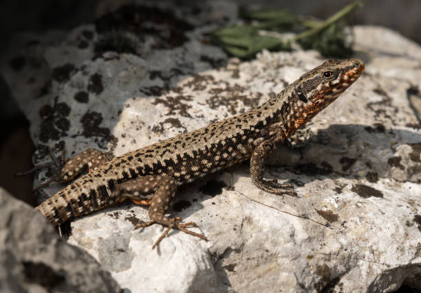 istock Lizard sitting on a stone in Croatia 858639404