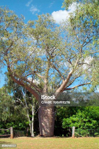 Australia Botany Stock Photo - Download Image Now - Australia, Baobab Tree, Botany